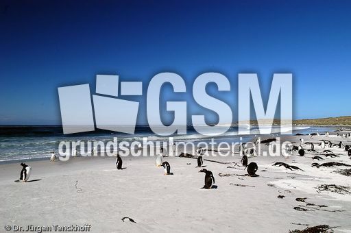 Eselspinguin (78 von 97).jpg